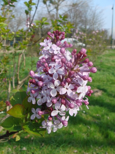 Syringa oblata fleur